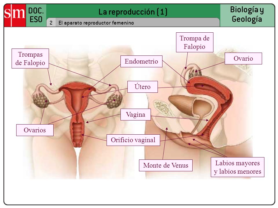 lo que hace la vesícula seminal
